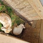 Konijnenkot, Dieren en Toebehoren, Konijnen, Mannelijk, Klein, 0 tot 2 jaar