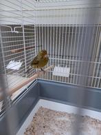 Timbrado kanarie, Dieren en Toebehoren, Mannelijk, Zangkanarie
