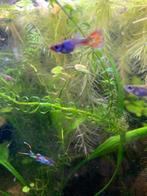Endler guppies, Dieren en Toebehoren, Vissen | Aquariumvissen, Vis, Zoetwatervis, Schoolvis