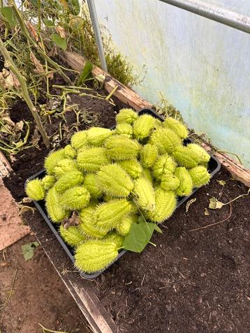 Gestekelde chayote  disponible aux enchères