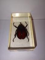 insect in epoxy hars 23, Verzamelen, Dierenverzamelingen, Ophalen of Verzenden, Zo goed als nieuw, Insect, Opgezet dier