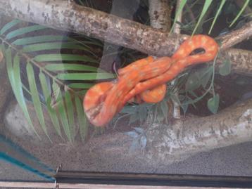 1.1 Corallus hortulanus met terrarium beschikbaar voor biedingen