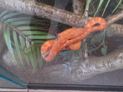1.1 Corallus hortulanus met terrarium, Dieren en Toebehoren, Reptielen en Amfibieën, Slang, 0 tot 2 jaar, Met terrarium