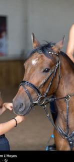 Knappe springpony, Dieren en Toebehoren, Gechipt, Ruin, Springpony, 3 tot 6 jaar