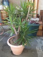 Yucca plant, Halfschaduw, Vaste plant, Overige soorten, Ophalen