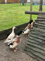 Wilde eenden, Dieren en Toebehoren, Pluimvee