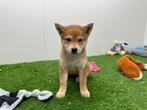 Shiba Inu pups, België, Overige rassen, CDV (hondenziekte), 8 tot 15 weken