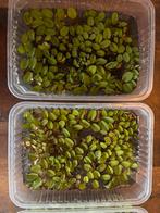 Salvinia drijfplantjes 1€ per bak, Dieren en Toebehoren, Vissen | Aquaria en Toebehoren, Ophalen