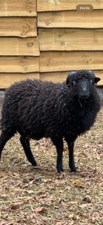 Ouessant rammetjes, Dieren en Toebehoren, Mannelijk, Schaap, 0 tot 2 jaar
