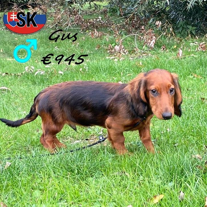 Gus, Langharige Teckel -  pup te koop, Dieren en Toebehoren, Honden | Teckels en Dashonden, Reu, Langhaar, Standaard, Handelaar