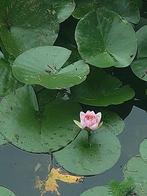 waterlelie, Tuin en Terras, Ophalen, Nieuw