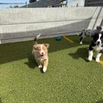 Australische herder pups nieuw nestje 💖, Dieren en Toebehoren, Honden | Herdershonden en Veedrijvers, België, 15 weken tot 1 jaar