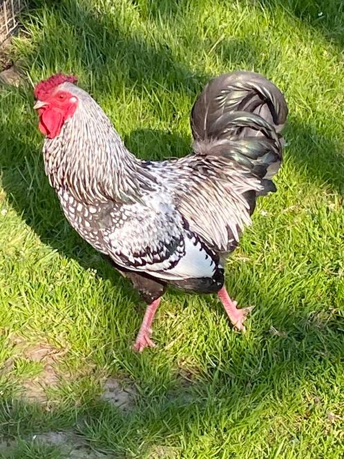 Haan kruising Wyandotte kriel, Dieren en Toebehoren, Pluimvee, Kip, Mannelijk