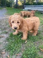 Mooie goldendoodle pups!, Dieren en Toebehoren, Honden | Retrievers, Spaniëls en Waterhonden, Golden retriever, België, CDV (hondenziekte)