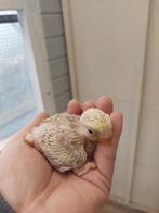 Dwergpapegaai handopfok