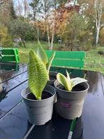 3 soorten Sanseveria, Huis en Inrichting, Kamerplanten, Ophalen, In pot