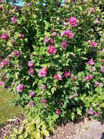 Grote hibiscus struik met veel roze bloemen, Tuin en Terras, Ophalen