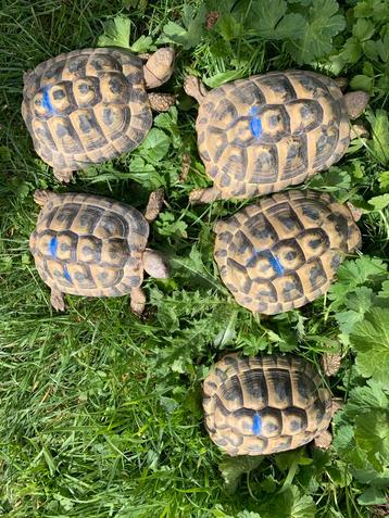 Griekse landschildpadden van 2018 beschikbaar voor biedingen