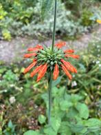 Speciale bloemen: zaden, Tuin en Terras, Ophalen of Verzenden, Zaad