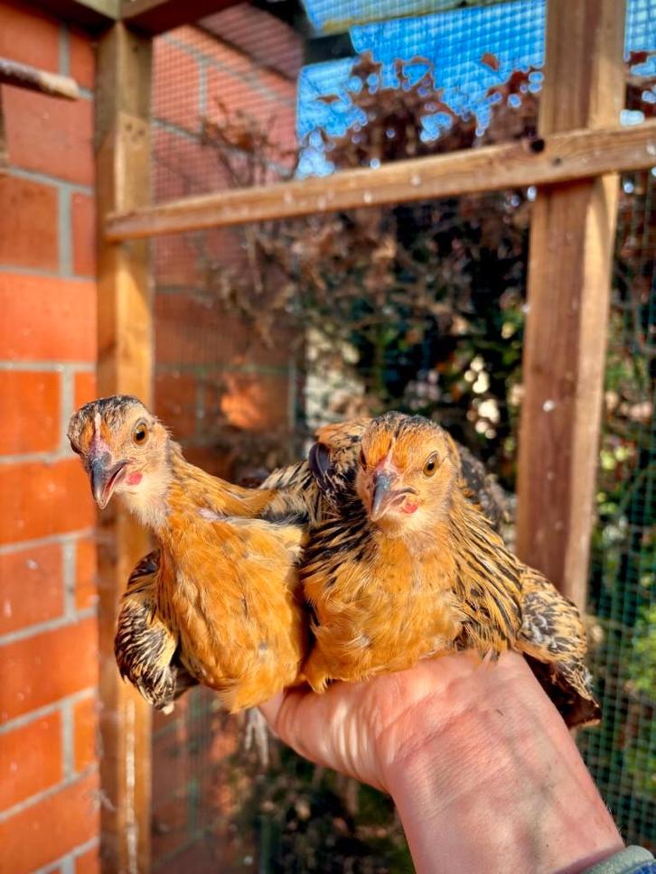 bassette hennen, Animaux & Accessoires, Volatiles, Poule ou poulet, Femelle