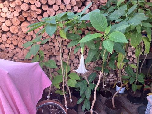 Engelentrompet/ brugmansia / datura, Jardin & Terrasse, Plantes | Jardin, Enlèvement