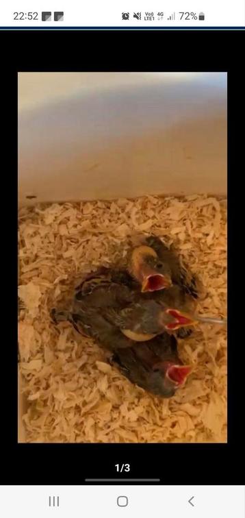 Canaris, Enlèvement ou Envoi, Utilisé
