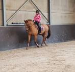 Les/rijden van uw paard aangeboden, Dieren en Toebehoren, Paarden