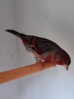 Twee hybriden vogels., Dieren en Toebehoren, Vogels | Overige Vogels, Mannelijk, Tropenvogel, Geringd