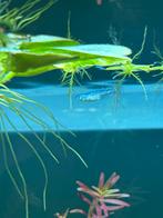 Medaka, Dieren en Toebehoren, Vissen | Aquariumvissen, Vis