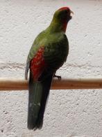 rode pennant  (man,geringd), Dieren en Toebehoren, Vogels | Parkieten en Papegaaien, Geringd