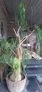 Plant, Huis en Inrichting, Kamerplanten, Ophalen, Yucca, 200 cm of meer
