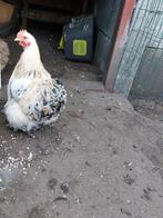 Cochin haantje, Dieren en Toebehoren, Pluimvee, Mannelijk, Kip