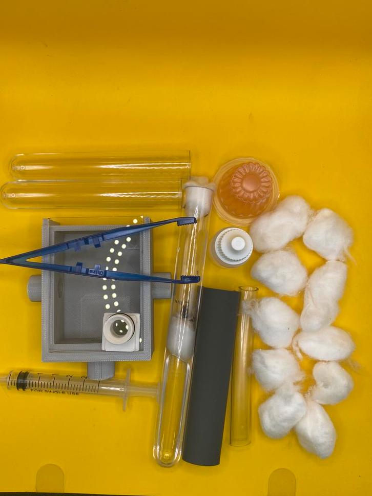 Lasius Niger starterset mierenkolonie, Dieren en Toebehoren, Insecten en Spinnen, Mieren