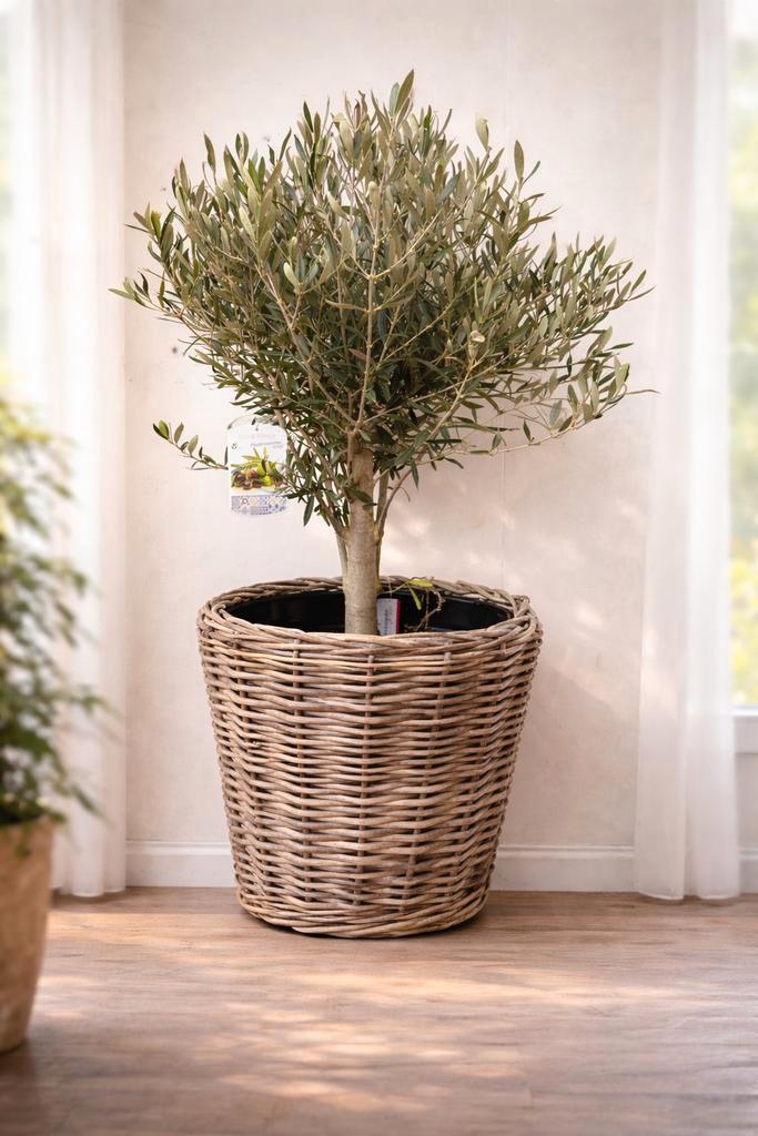 Olijfboom Olea Europaea, Tuin en Terras, Planten | Tuinplanten, Ophalen