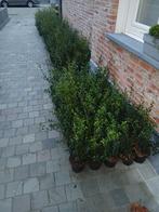 ‼️osmanthus Burkwoodii aan stuntprijzen ‼️, Tuin en Terras, Ophalen, Taxus