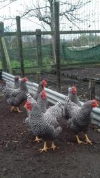 Broedeieren Amrock, Dieren en Toebehoren, Pluimvee