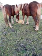 Trekpaard comtois, Dieren en Toebehoren