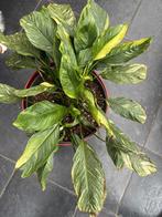 Lepelplant variegata, Huis en Inrichting, Ophalen