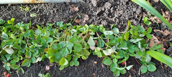 Doordragende aardbeiplantjes, Tuin en Terras, Planten | Tuinplanten, Vaste plant, Volle zon, Zomer, Ophalen of Verzenden