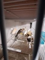 canaris mâles et femelles