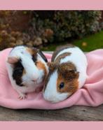 Zeer leuk en stabiel berenkoppel - Frits & Frederik - adopti, Dieren en Toebehoren, Mannelijk, Cavia, Tam