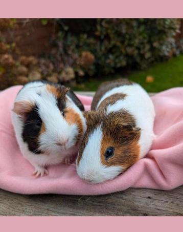 Zeer leuk en stabiel berenkoppel - Frits & Frederik - adopti beschikbaar voor biedingen