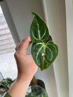 Anthurium Magnificum small, Ophalen of Verzenden