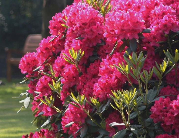 Rhododendron Nova Zembla, Tuin en Terras, Planten | Tuinplanten, Ophalen of Verzenden