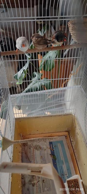 Drie vinken, een koppel en een baby, met kooi en benodigdhed