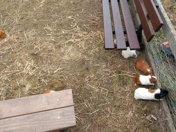 Gezocht: moestuin/grond beschikbaar voor biedingen