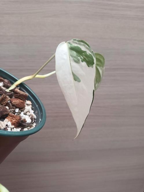 Epipremnum pinnatum albo variegata, Huis en Inrichting, Kamerplanten, Ophalen of Verzenden