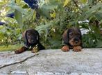 teckel dwerg ruwhaar pups, België, CDV (hondenziekte), 8 tot 15 weken, Dwerg