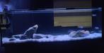 Zeer compleet aquarium met heel mooi malawibestand, Ophalen, Zo goed als nieuw, Gevuld zoetwateraquarium