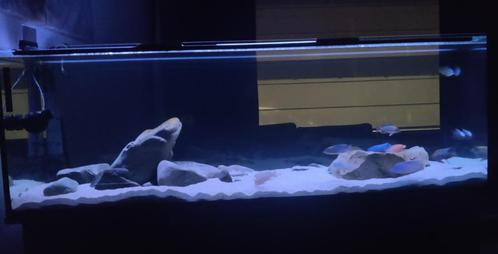 Zeer compleet aquarium met heel mooi malawibestand, Dieren en Toebehoren, Vissen | Aquaria en Toebehoren, Zo goed als nieuw, Gevuld zoetwateraquarium